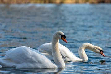 Swan on the lake