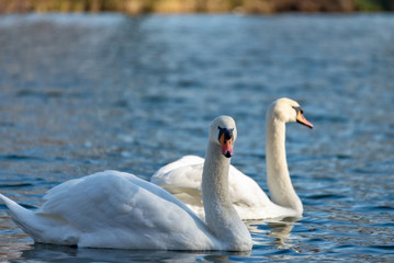 Swan on the lake