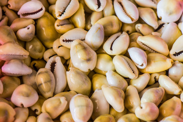 Home Decoration Items from Shell 9