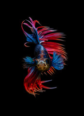 Style of Red-Blue Siamese fighting fish isolated on black background.