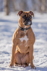 Boxer Dog Outside in winter