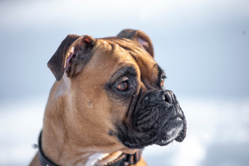 Boxer Dog Outside in winter