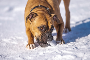 Boxer Dog Outside in winter