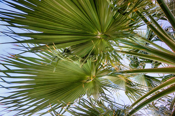 palm tree texture