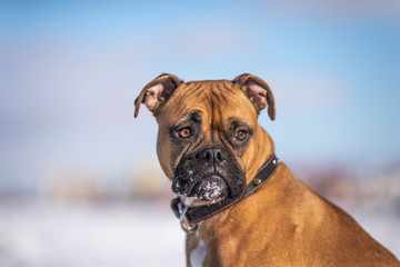 Boxer Dog Outside in winter