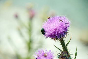Purple thistle with insects