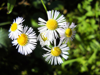 White daisy flowers on a meadow in summer
