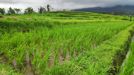 Fototapeta premium Jatiluwih rice terrace day in Ubud, Bali
