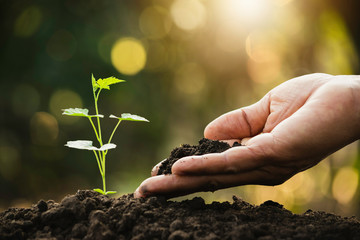 Fototapeta premium Closeup hand of person holding abundance soil with young plant in hand for agriculture or planting peach nature concept.