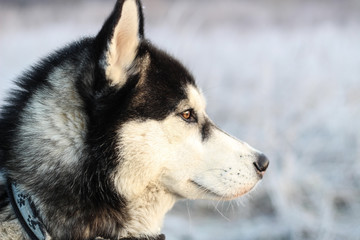 Portrait of Husky. Walk with dog in the morning in the field. Black and white wool