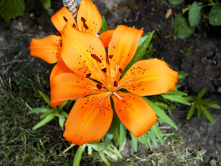 Orange lily flowers in nature, close-up  