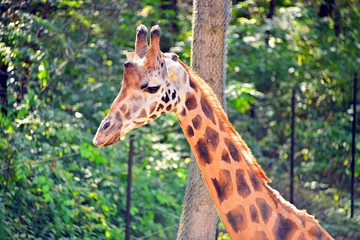 Tall cute giraffe