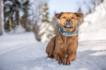 staffordshire terrier dog in the winter snow in quebec canada