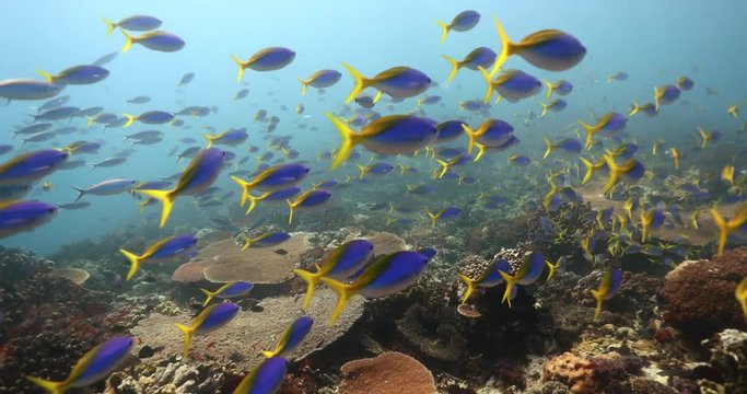 Rainbow reef, Taveuni Fiji; passing through a school of Blue and Yellow Fusiliers mixed with Scissortail fusiliers