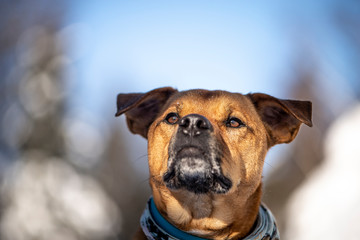 staffordshire terrier dog in the winter snow in quebec canada