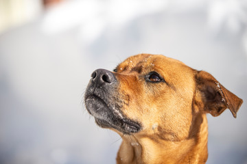 staffordshire terrier dog in the winter snow in quebec canada
