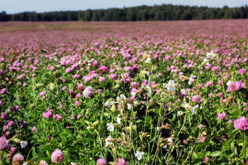 Summer landscape with a field of flowering pink clover and wildflowers.