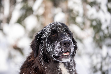 Beautiful Black and White Newfoundland Dog  in the snow
