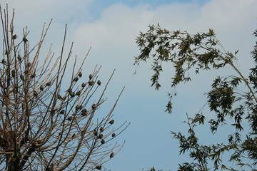 겨울 나무가지에 앉은 참새와 대나무