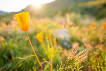 Mexican Poppies