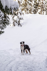 Bernese Mountain dog in the winter snow