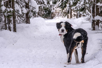 Bernese Mountain dog in the winter snow