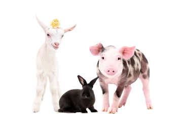 Adorable farm animals together isolated on white background