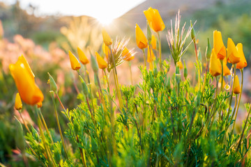 Mexican Poppies