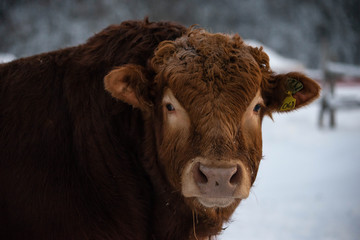 Big Red Limousin Cow Bull Outside in Winter Close up