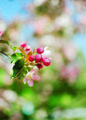 Flowering branch of apple flowers and buds of apple. Branch apple tree with green leaves. Spring concept.