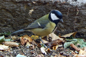great tit parus major