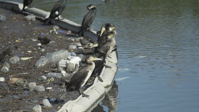 uccelli e immondizia - concetto di animali che vedono invaso il loro habitat dall'inquinamento - cormorani e rifiuti di plastica nell'oceano