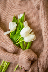 Spring tulips bouquet with woman sweater, top view of white tulips on a wool cozy sweater