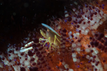 Sea Urchin Commensal Allopontonia iani
