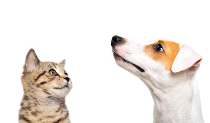 Portrait of cute dog Jack Russell Terrier and  kitten Scottish Straight side view isolated on white background