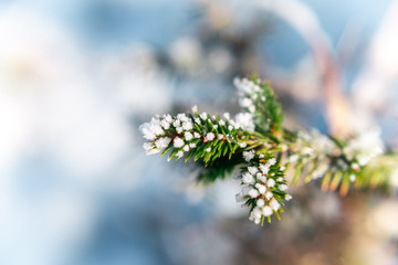 Winter bright background with snowy. beautiful macro photo