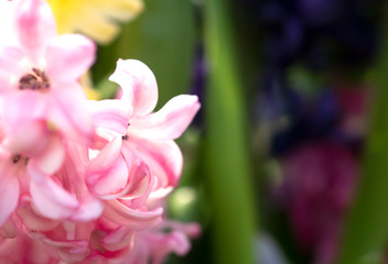 Close up of flower for design wall paper background 