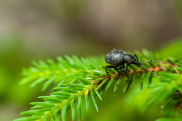 black bug on green twig