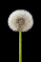 Fototapeta premium Blow ball of dandelion flower isolated on black