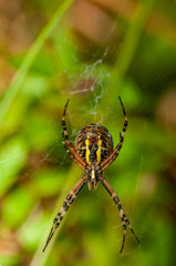 yellow, black spider in web