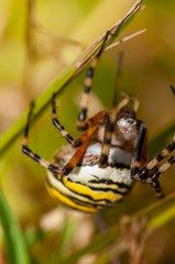 yellow, white spider, on the hunt