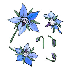 Vector set of floral elements. Hand-drawn blue flowers and buds borage isolated on white backgrount. Endless texture with borago