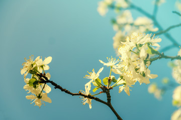 White cherry blossoms in spring sun with sky background