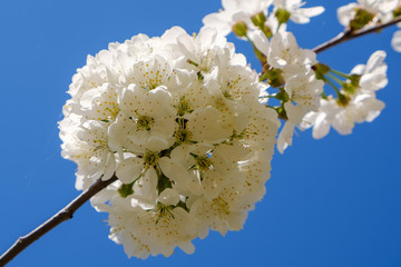 Fototapeta na wymiar White cherry blossoms in spring sun with sky background