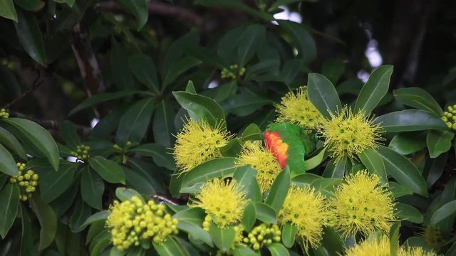 Rainbow lorikeet and the flowers of the golden penda tree (Xanthostemon chrysanthus) nectar pollen 