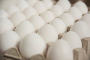 Many white eggs in egg carton