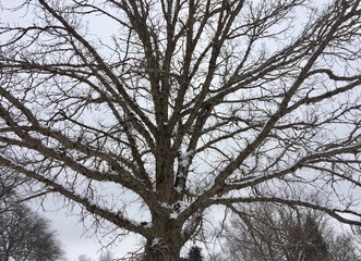 winter tree in the sky