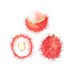 hand painted watercolor illustration of slices and whole rambutan isolated on white background