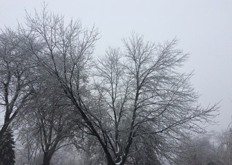 ice covered trees