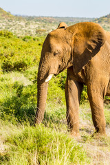 Fototapeta na wymiar An old elephant in the savannah of Samburu